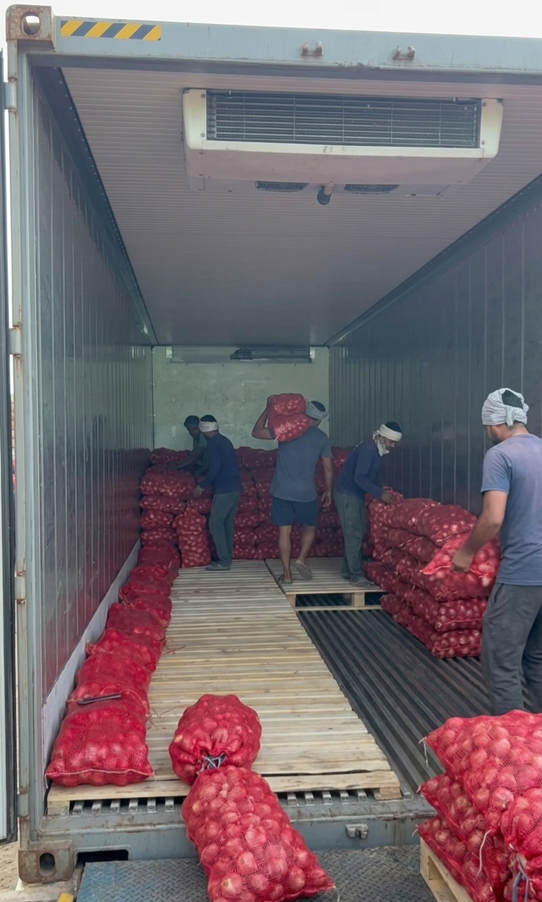 Container loading — workers loading packed onion bags into an export container