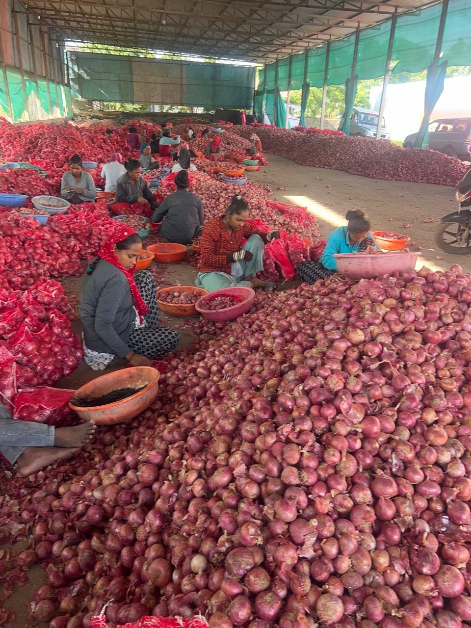 Onion grading and sorting — workers hand-sorting red onions at AVG Traders facility