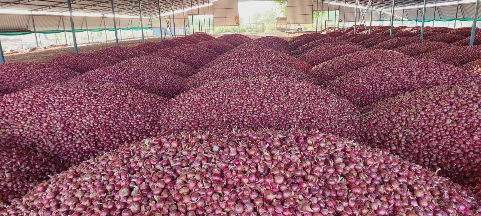 AVG Traders — bulk red onions stored at our facility in Nashik